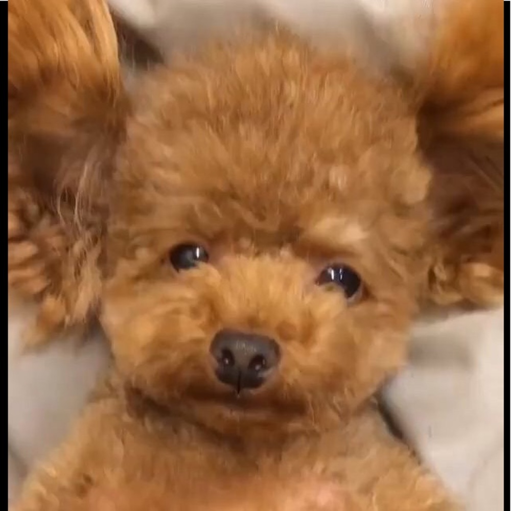 Meet your Posher, Rebecca